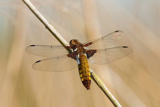 Dragonfly - Broad bodied chaser