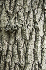 Tree bark