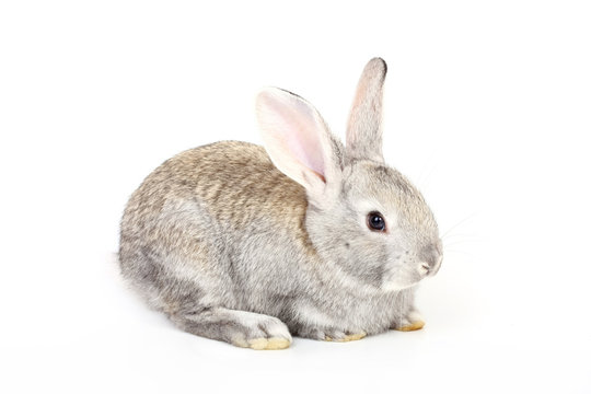 young gray rabbit