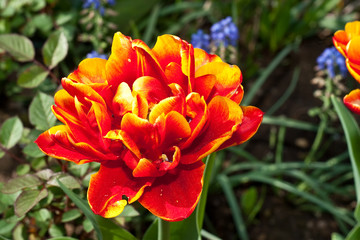 Tulpe