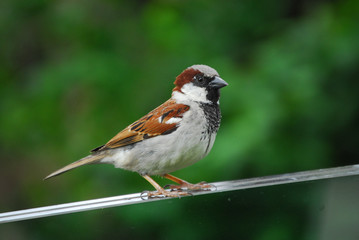 Spatz