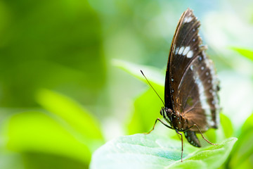 Obraz na płótnie Canvas orchard swallowtail butterfly