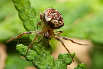 Kreuzspinne