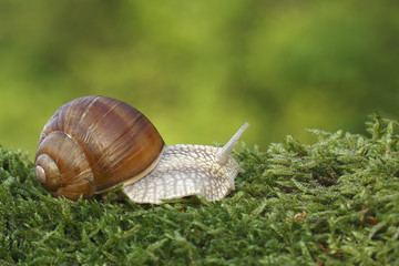 Snail