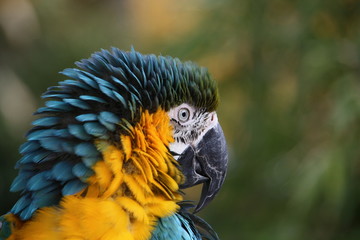 Gelbbrustara-Porträt