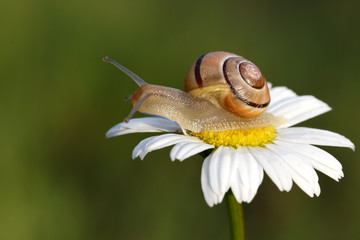 Snail