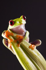 Frog on branch