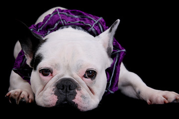 bulldog on black