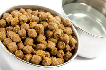 Pets forage over white background