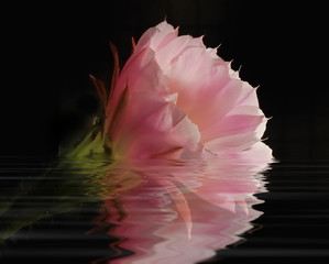 Cactus flower reflections