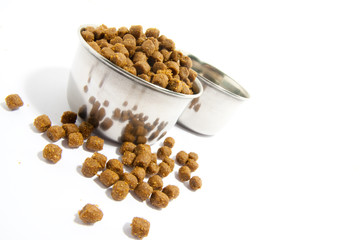 Pets forage over white background