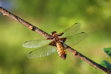 Libellula depressa