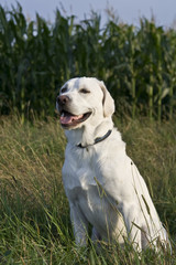 weißer Labrador