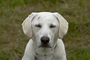 weißer Labrador