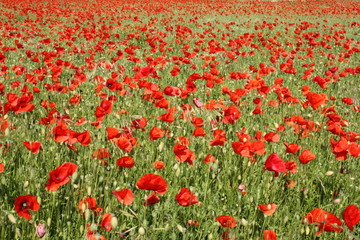Poppy field