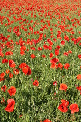 Poppy field