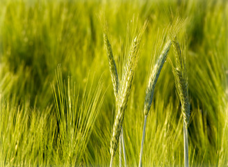 Organic green wheat close up