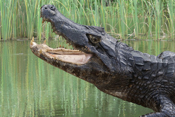 Crocodile in the brazilian wetlands