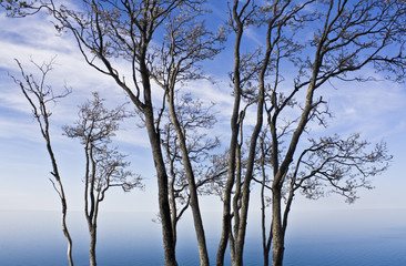 Fototapeta na wymiar Trees by Lake Superior