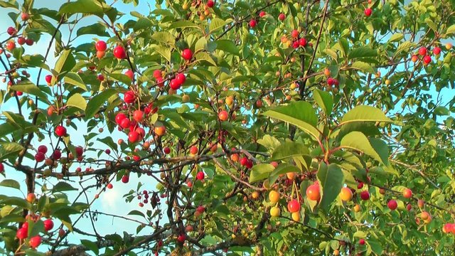 Arbres fruitiers