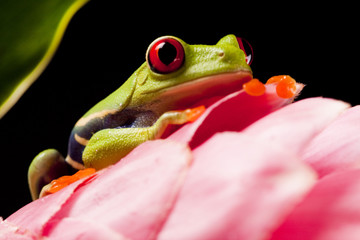 Colorful frog