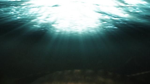 Underwater footage of various fishes and sting ray