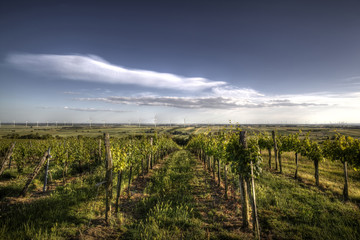 Vineyard panorama with wind mills in horizon