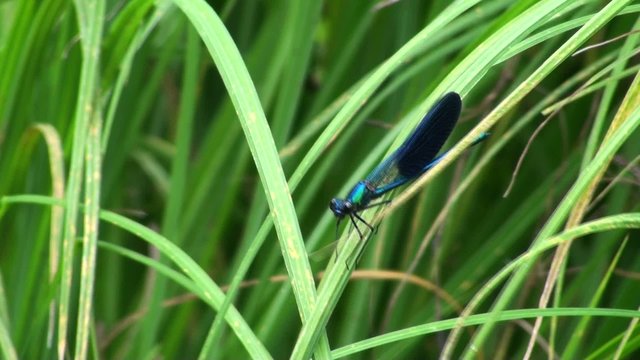 insecto azul