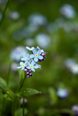 close up of forget me not