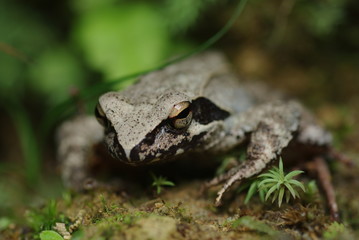 Naklejka premium 岩の上のカエル