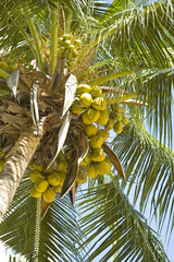 Bunches of fresh tropical coconuts on tree