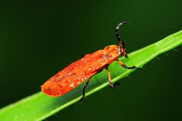 red bug in the parks