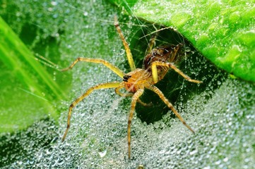 wolf spider and dew