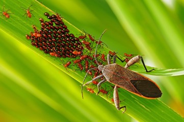 stink bug, egg and babies