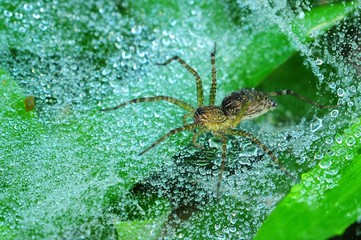 wolf spider and dew