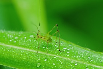 grasshopper and dew