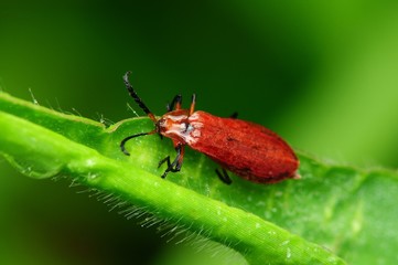 red bug in the parks