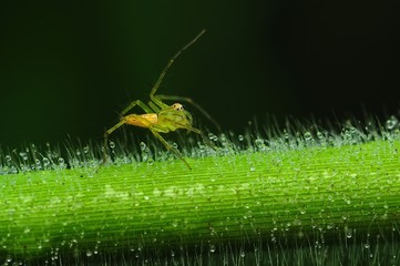 lynx spider and dew  in the parks