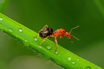 red ant and dew  in the parks