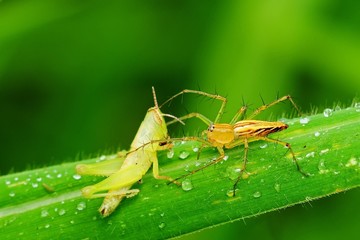 lynx spider and grasshopper in the parks