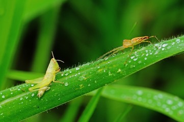 lynx spider and grasshopper in the parks