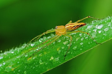 lynx spider and dew in the parks