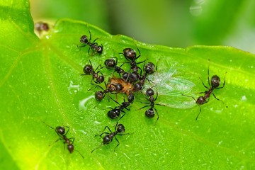 ant eating an insect in the parks