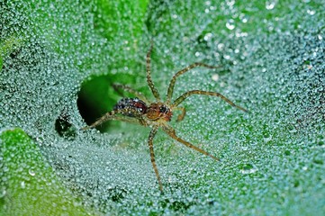 wolf spider and dew in the parks