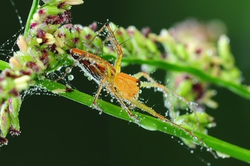 lynx spider in the parks