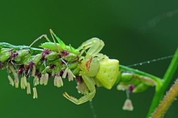 crab spider eating a grasshopper in the parks