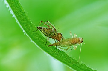 lynx spider eating a grasshopper