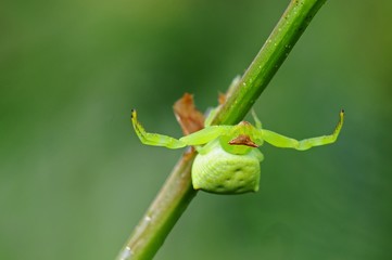 crab spider in the parks