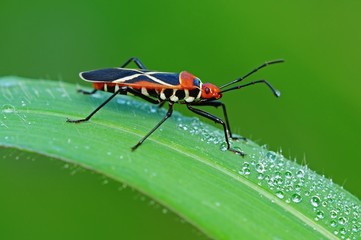 colorful stink bug in the parks