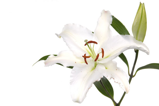 Madonna lily on white